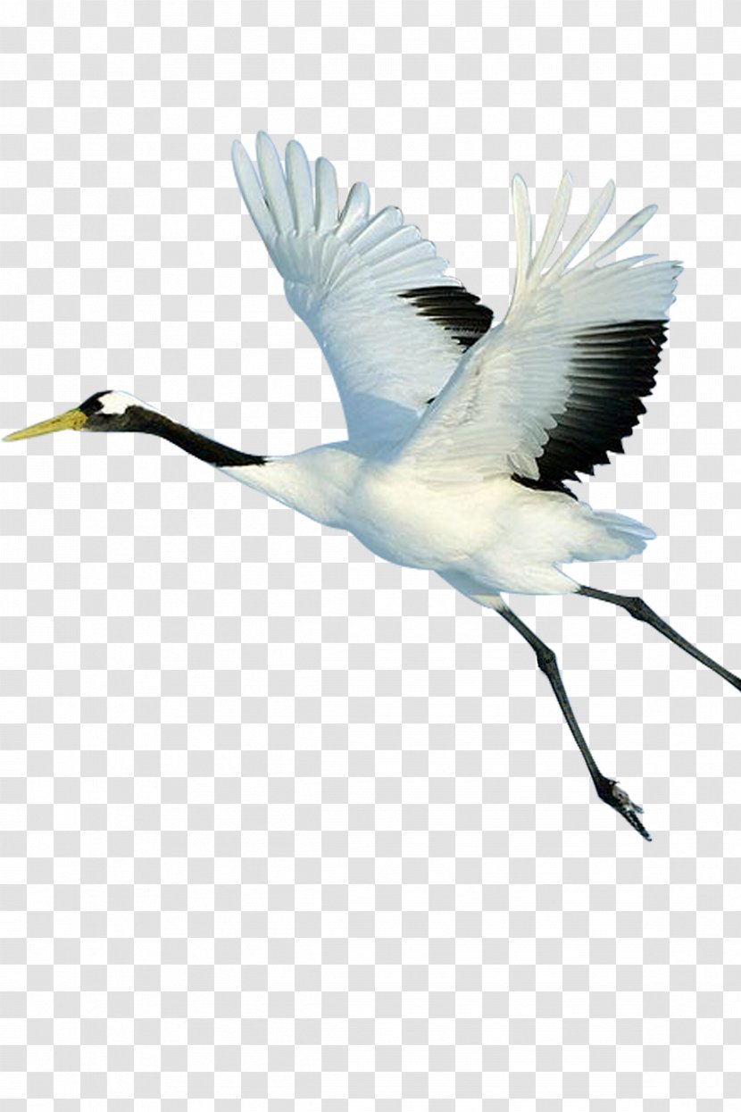 Crane Bird Limpkin - Siberian Transparent PNG