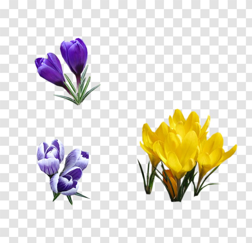 Spring Blue Photography Flower Violet - Purple - Primrose Transparent PNG