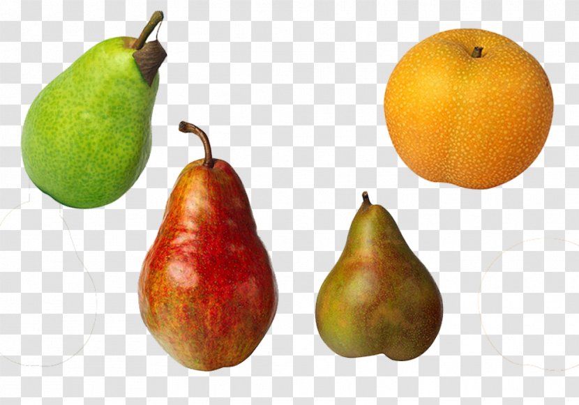 Bosc Pear Williams DAnjou Comice Pears Asian - Photography - Fruits And Peach Fruit Material Transparent PNG