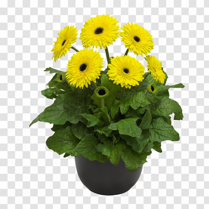 Flowerpot Cut Flowers Chrysanthemum Common Sunflower - Daisy Family Transparent PNG