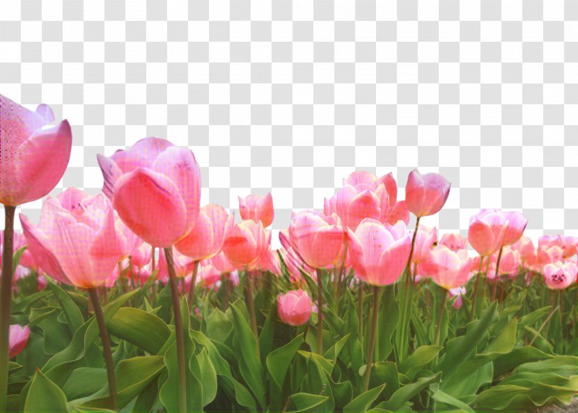 Tulip Annual Plant Spring Pink M Blossom - Petal Transparent PNG