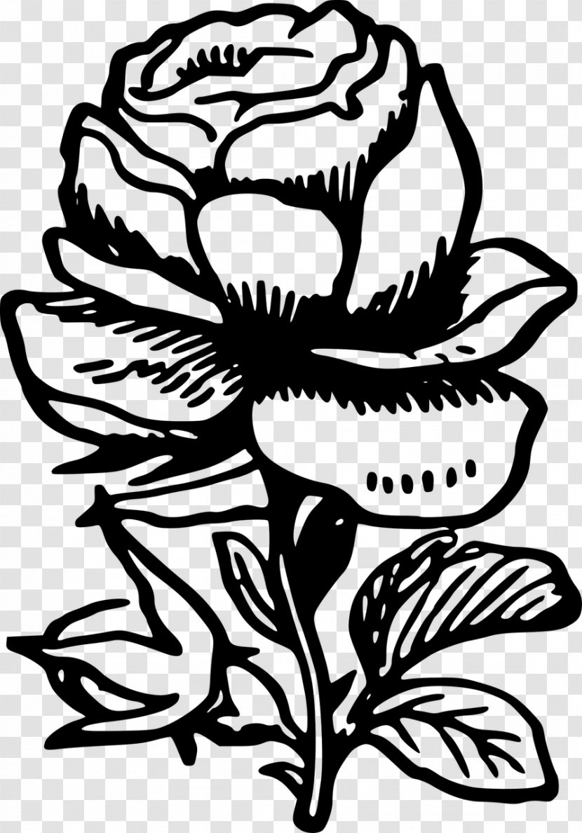 Floral Design Drawing Rose - Organism Transparent PNG