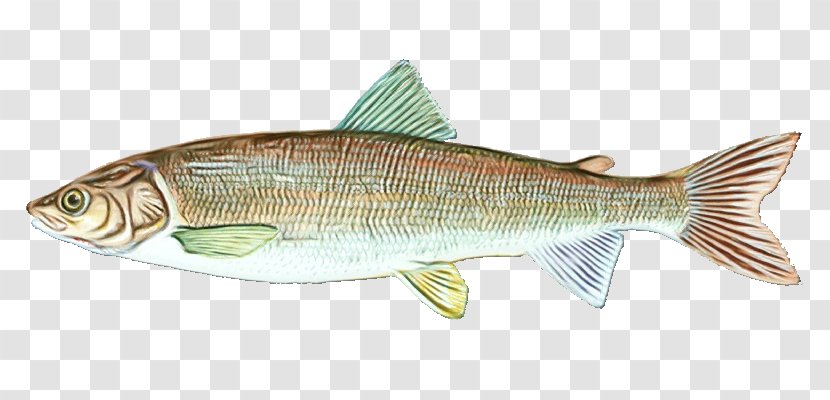 Fish Products Oily Bony-fish - Rayfinned - Sockeye Salmon Perch Transparent PNG