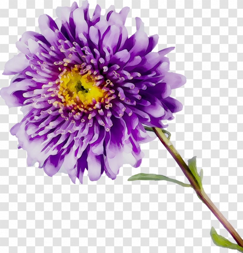 Aster Chrysanthemum Cut Flowers Purple Annual Plant - Flowering - China Transparent PNG