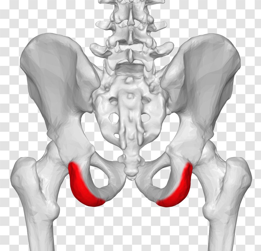 Posterior Superior Iliac Spine Crest Anterior Anatomy - Cartoon - Psis Transparent PNG