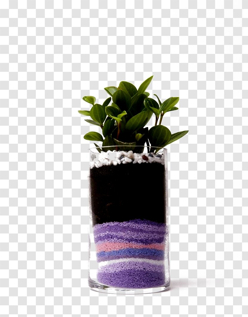 Flowerpot Plant Sand Computer File - Green Leaves Of Plants And Colored Buckle-free Material Transparent PNG