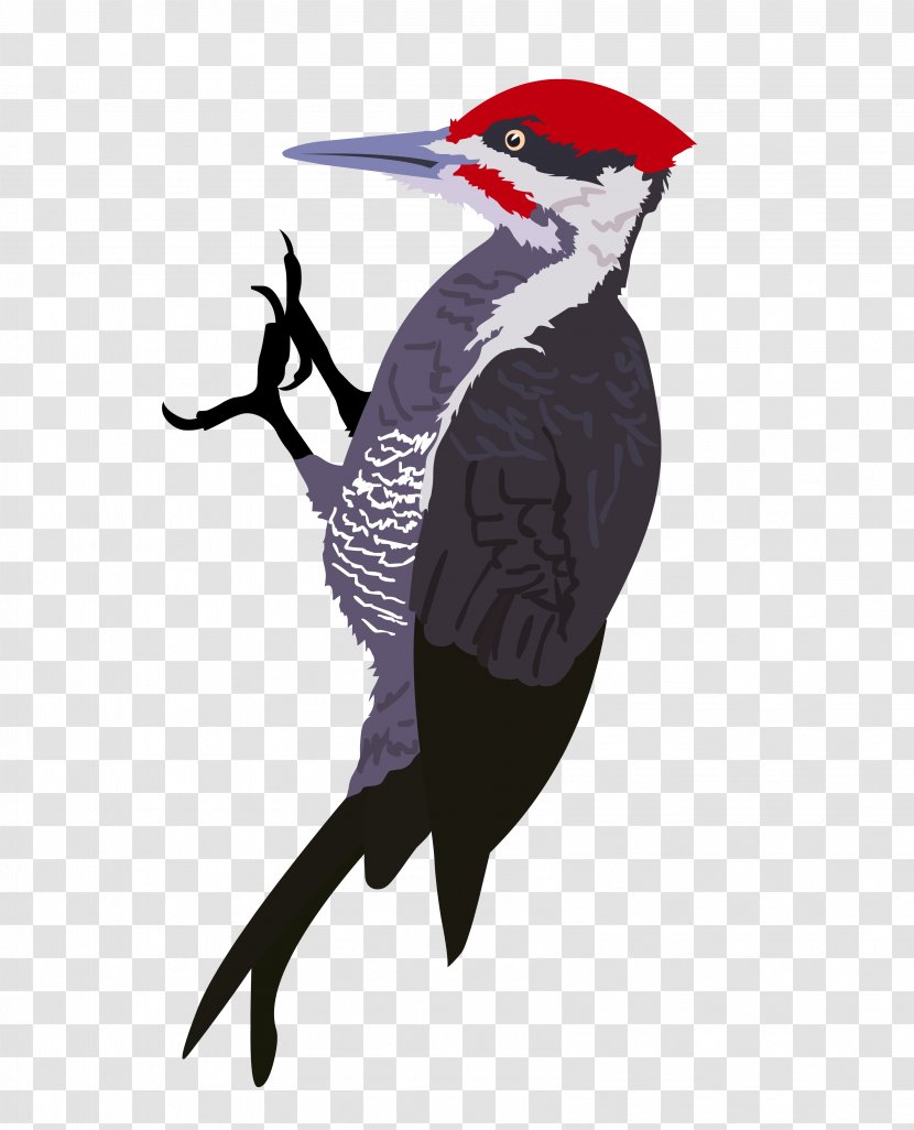 Woody Woodpecker Drawing - Illustrations Transparent PNG