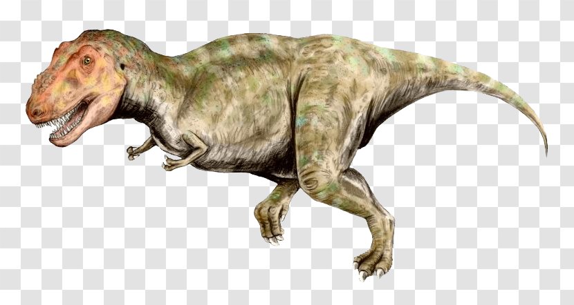 Tyrannosaurus Late Cretaceous Tyrannosauridae Ankylosaurus Spinosaurus - Green Dinosaur Transparent PNG