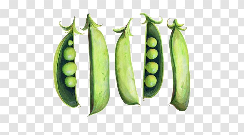 Snap Pea Drawing Watercolor Painting Illustration Transparent PNG