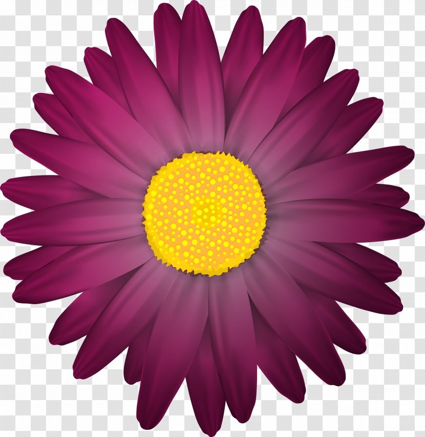 Flower Clip Art - Chamomile - Purple Transparent PNG