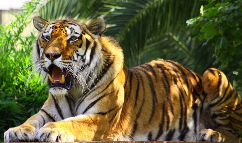 Bengal Tiger Horses Cat Illustration - Fauna - Zoo Transparent PNG