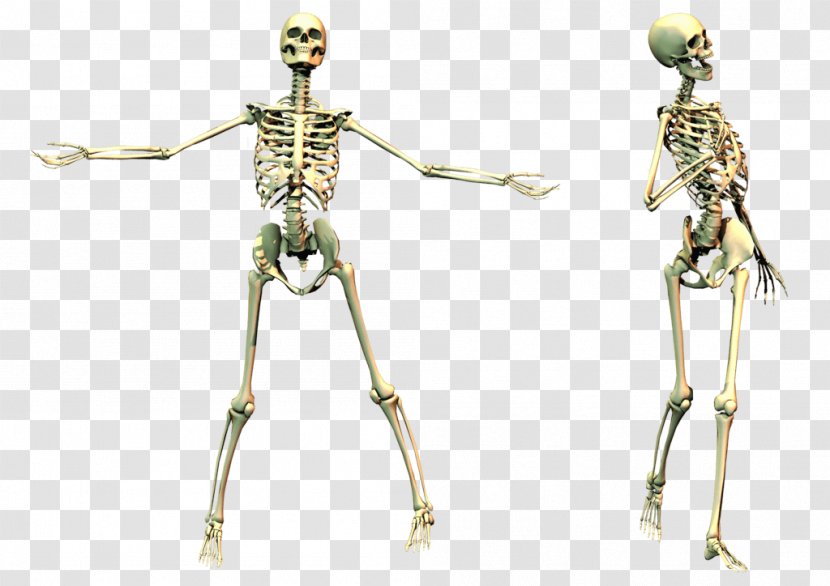 Human Skeleton Skull - Flower - Image Transparent PNG