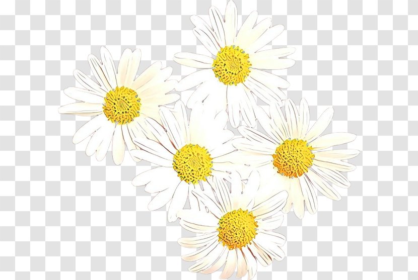 Chrysanthemum Oxeye Daisy Floral Design Cut Flowers - Flower Transparent PNG