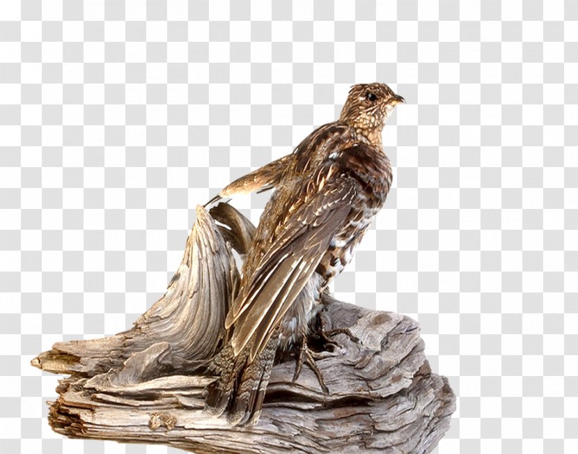 Eagle Wood - Computer Graphics - Falcon Transparent PNG