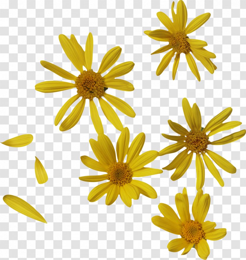 Oxeye Daisy Petal Flower Clip Art - Chamaemelum Nobile - Roman Chamomile Transparent PNG