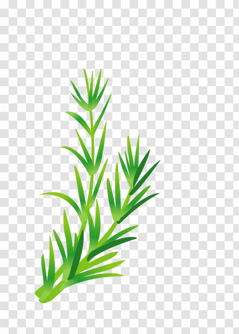 Leaf Vegetable Herb Illustration - Royaltyfree - Green Leaves Transparent PNG