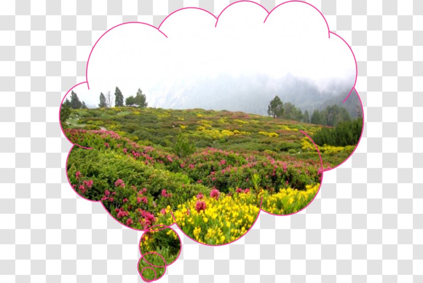 Ordesa Valley Monte Perdido Canigou Flora Vegetation - Tamil Transparent PNG