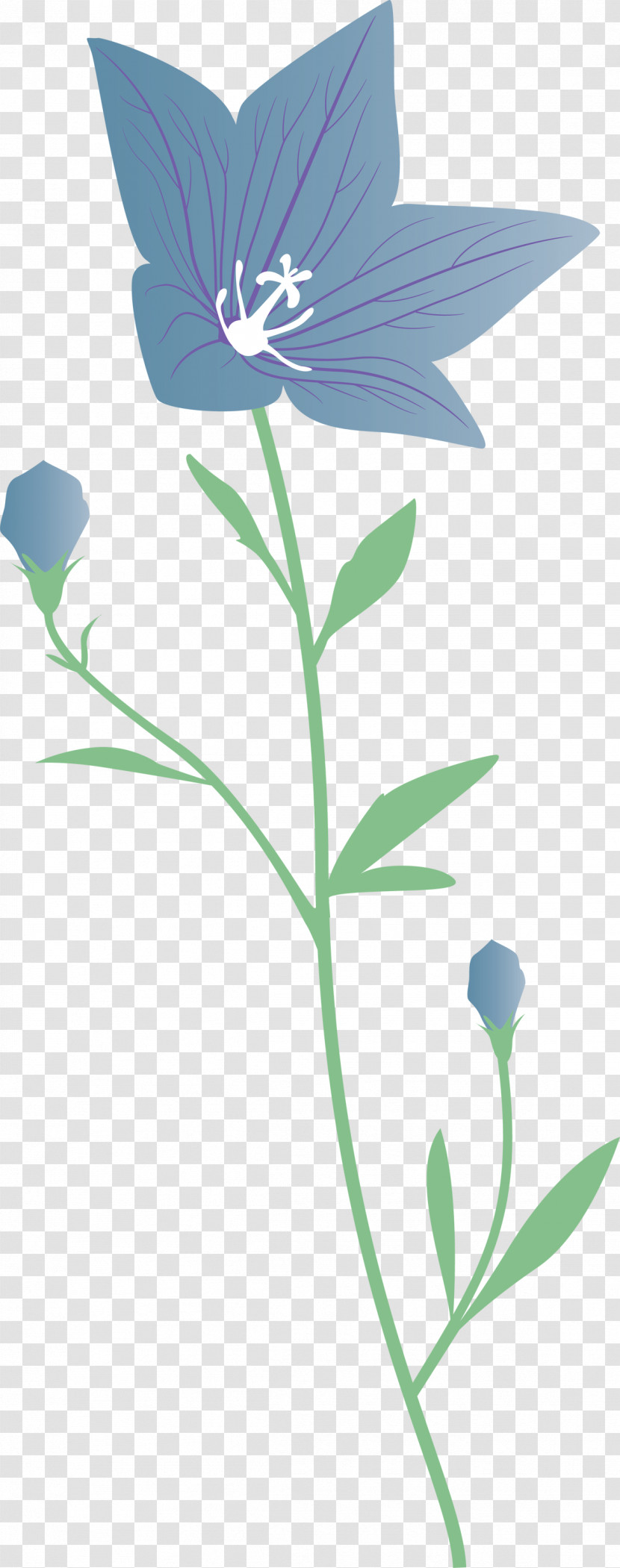 Balloon Flower Transparent PNG