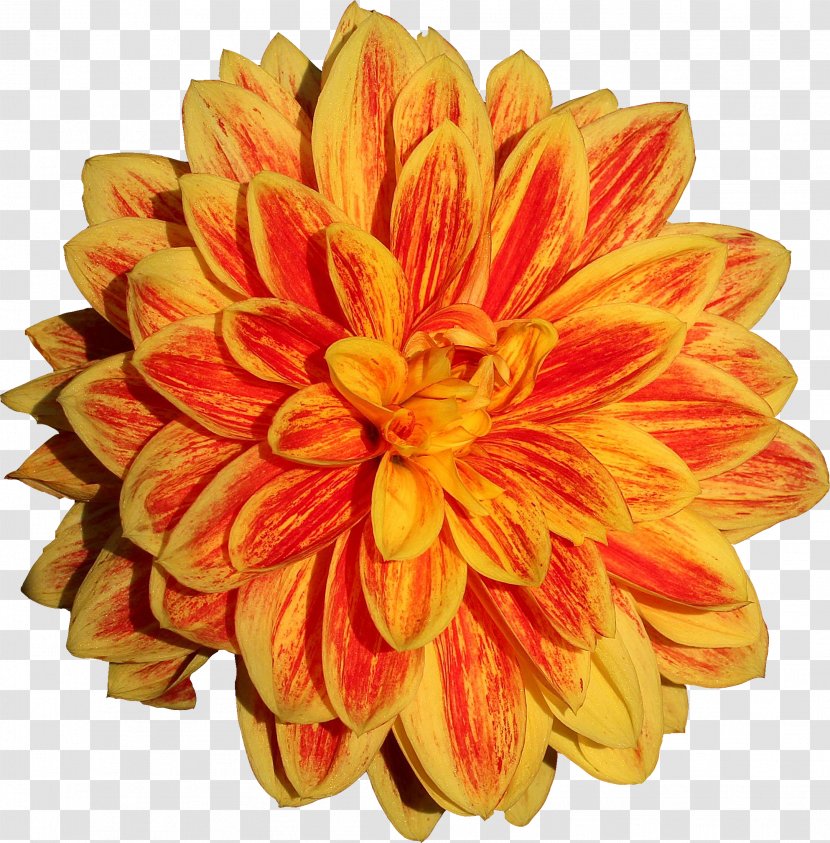 Flowers Background - Yellow - English Marigold Sunflower Transparent PNG