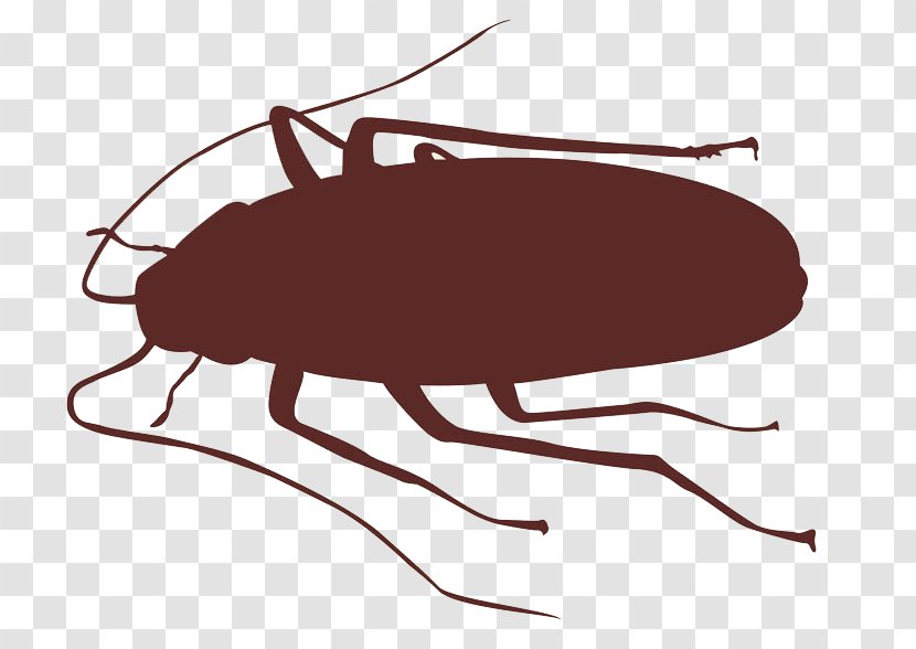Cockroach Insect Silhouette - Fly - Roach Transparent PNG