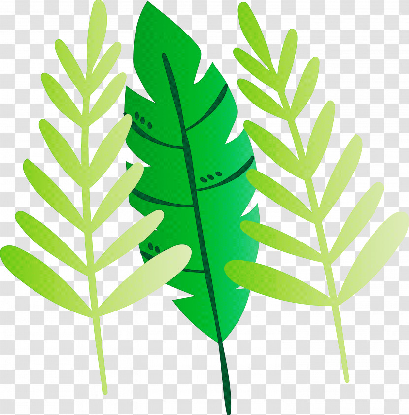 Leaf Plant Stem Vascular Plant Herbal Medicine Plants Transparent PNG