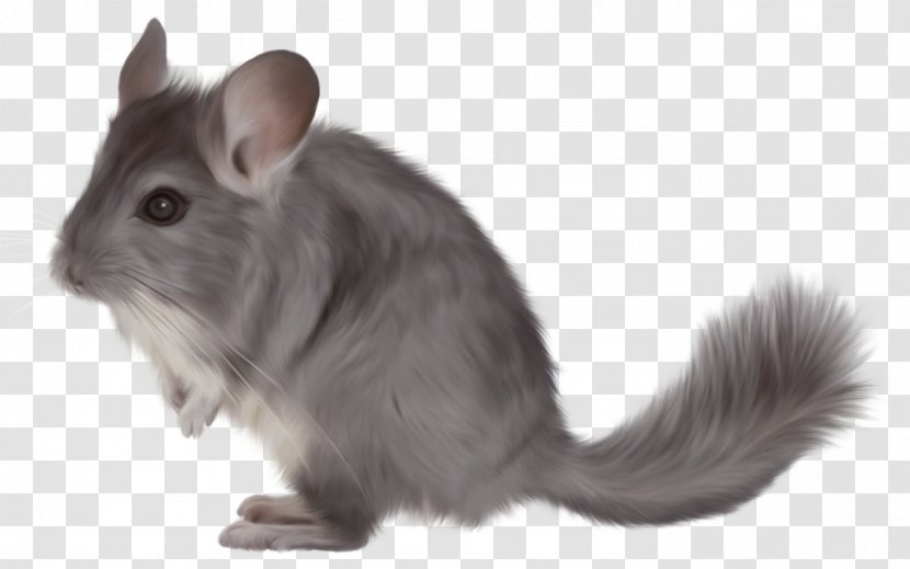 Short-tailed Chinchilla Clip Art - Rat - Painted Picture Clipart Transparent PNG