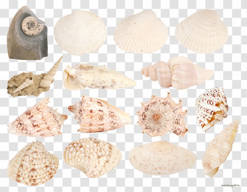 Seashell Conch Marine Clip Art - Sea - Scallops Collection Transparent PNG