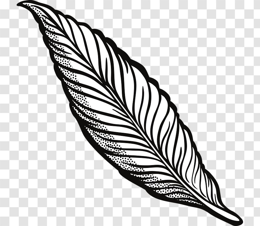 Clip Art Openclipart Drawing Image Feather - Bird Transparent PNG