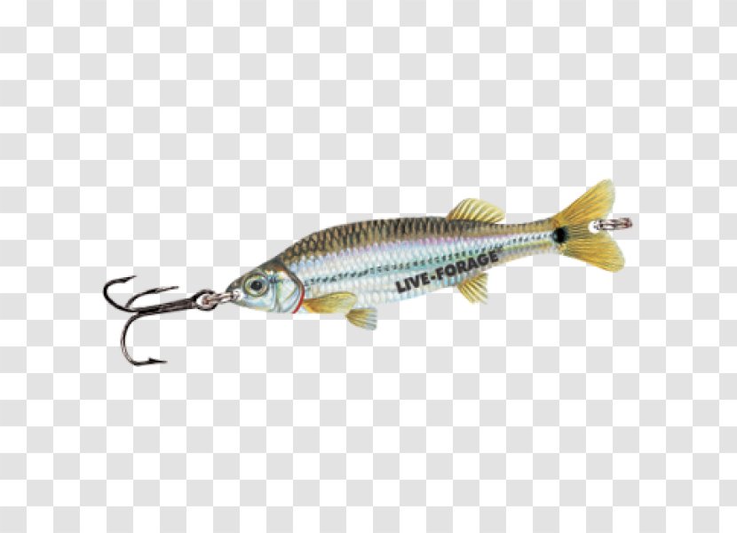 Spoon Lure Perch Fish Transparent PNG