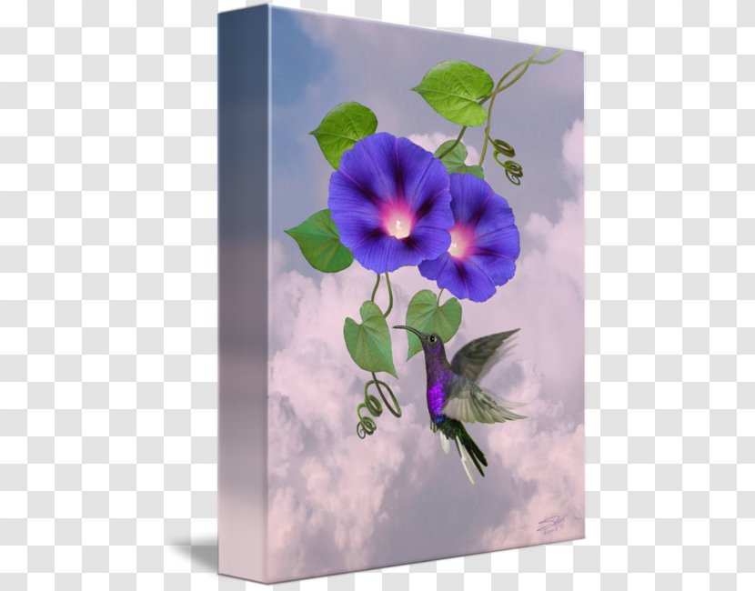 Floral Design Petal Flower - Flora - Morning Glory Transparent PNG