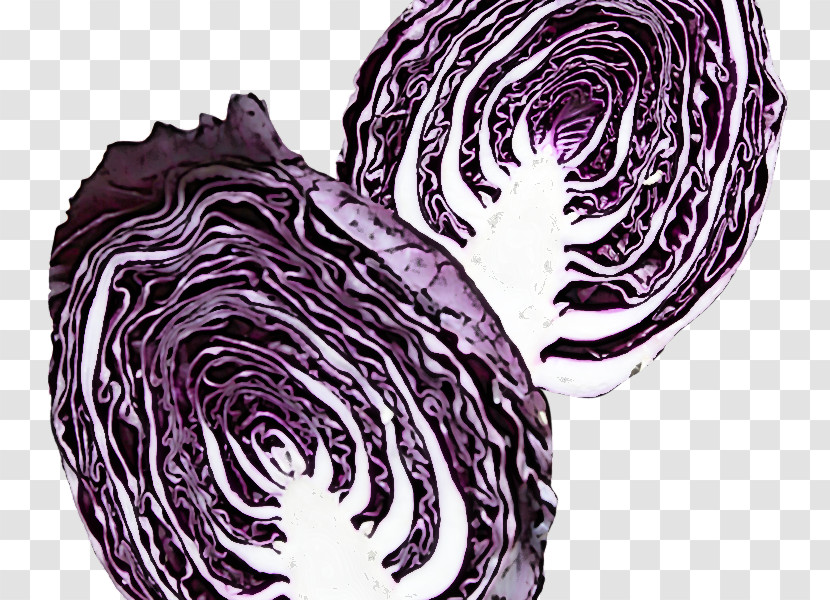 Cabbage Purple Vegetable Red Cabbage Food Transparent PNG