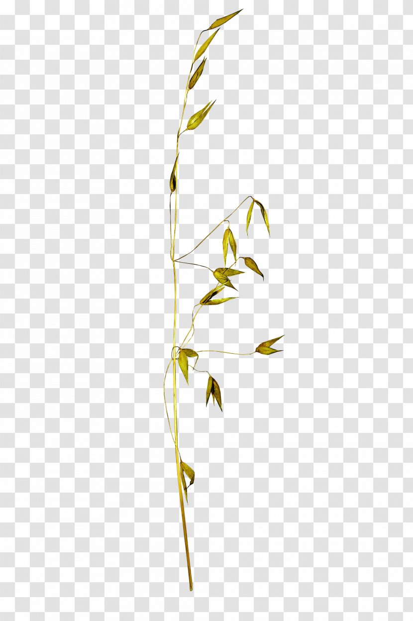 Twig Plant Stem Grasses Leaf Family Transparent PNG