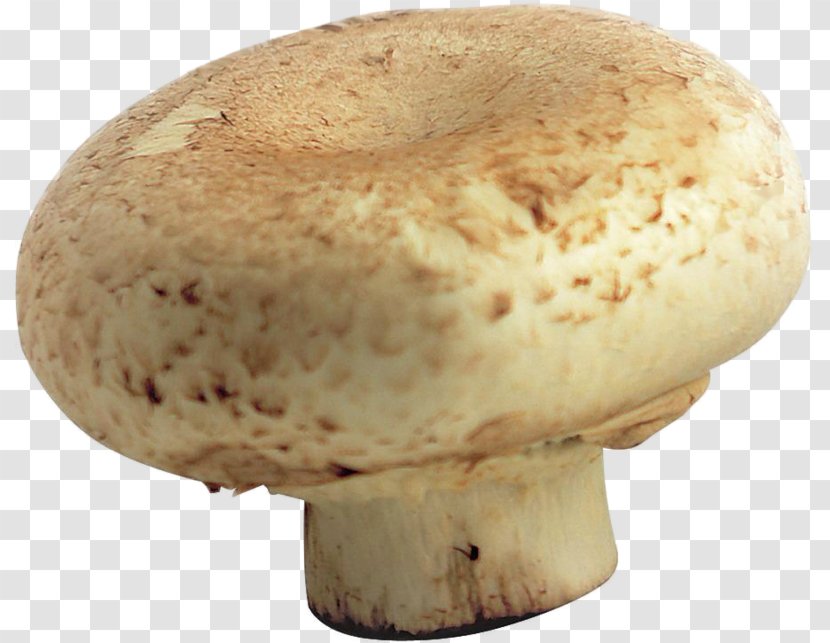 Common Mushroom Clip Art - Agaricaceae Transparent PNG