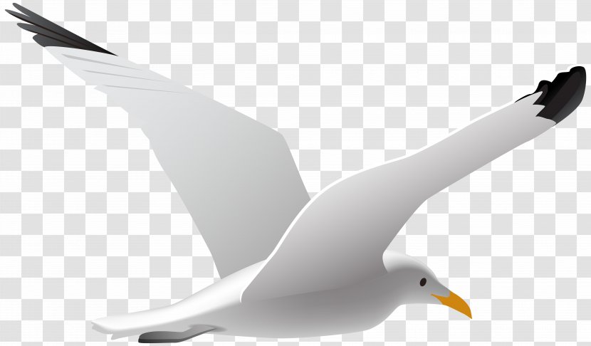 Gulls Bird Clip Art - Ducks Geese And Swans - Gull Transparent PNG