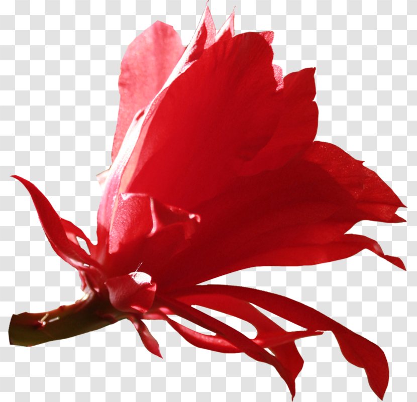 Red Diary Clip Art - Flower - Plant Transparent PNG