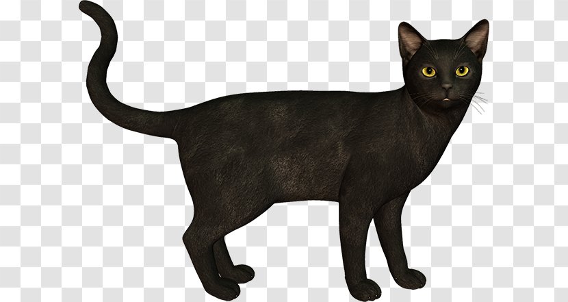 Black Cat Bombay Burmese Korat Malayan - Havana Brown - Big Flyers Bundle Transparent PNG