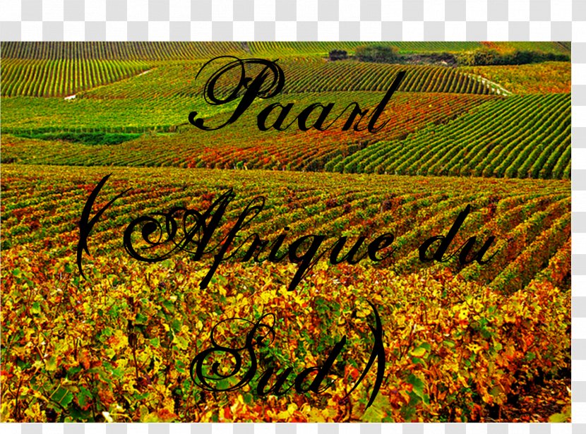 Plantation Landscape Crop Font - AFRIQUE Transparent PNG