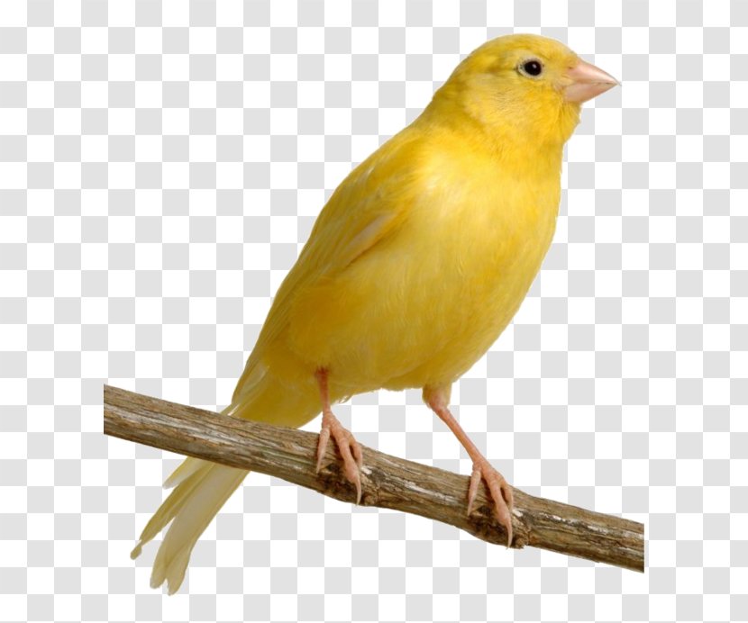 Bird Harz Roller Yellow Canary Finch Pet - Feather Transparent PNG