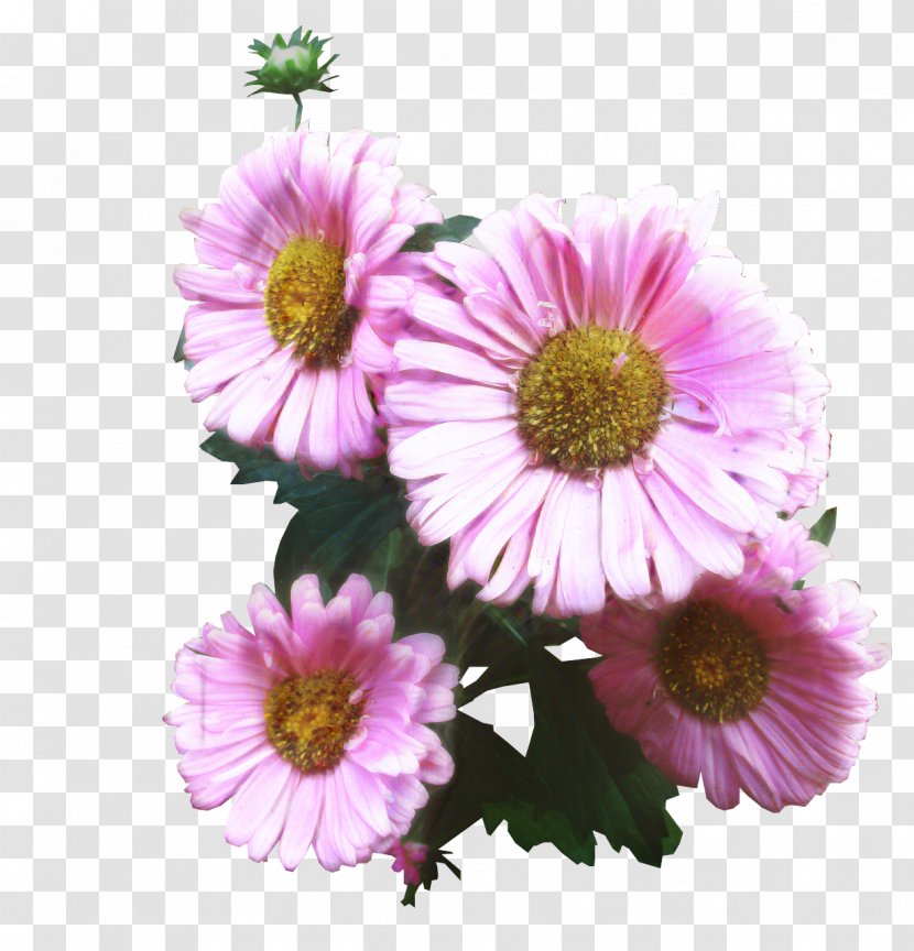Clip Art Image Desktop Wallpaper Pixabay - Cut Flowers - Aster Transparent PNG