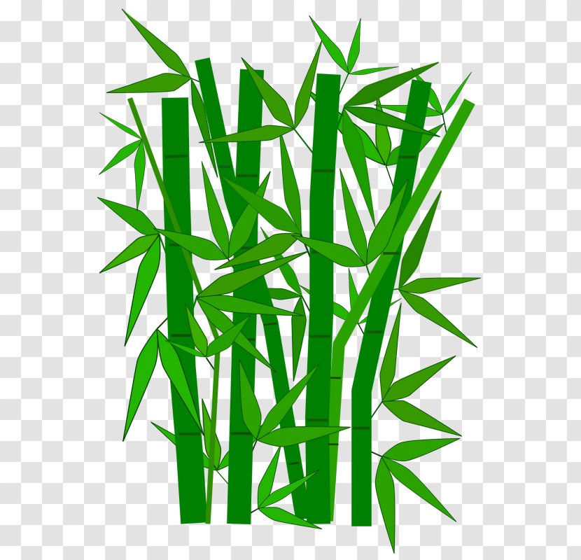 Tropical Woody Bamboos Clip Art - Grass - Tree Transparent PNG