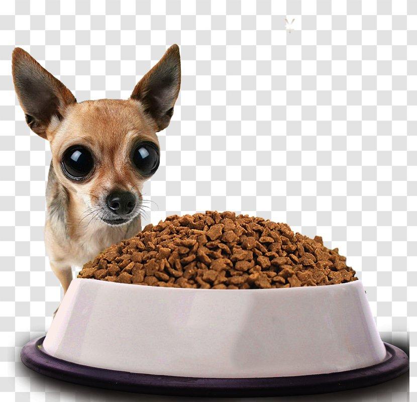 Dog Puppy Display Resolution Wallpaper - Big Eyes - Eating Food Fig. Transparent PNG