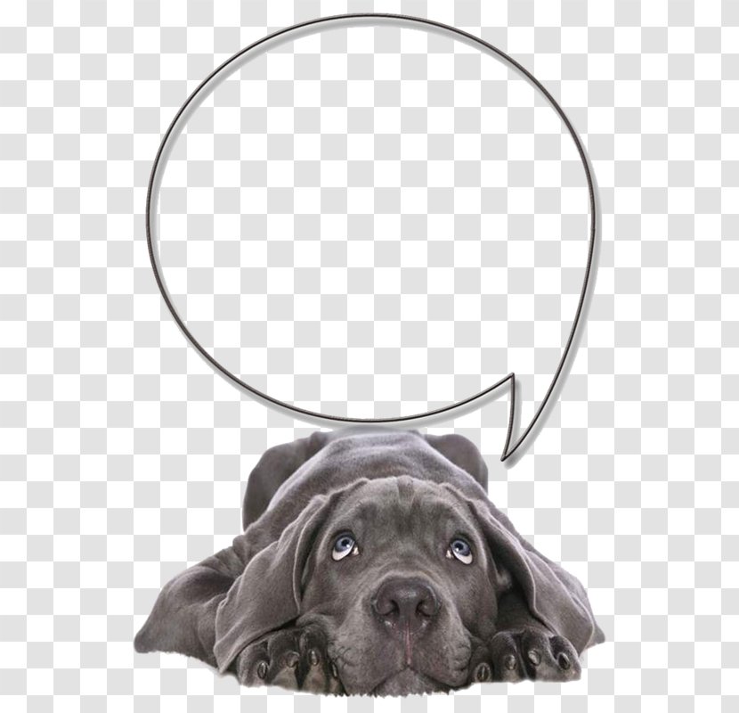 Labrador Retriever Cane Corso Pet Sitting Veterinarian - Depressed Dog Transparent PNG