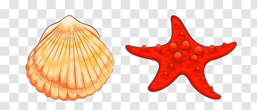 Beach Cartoon - Invertebrate - Starfish Transparent PNG