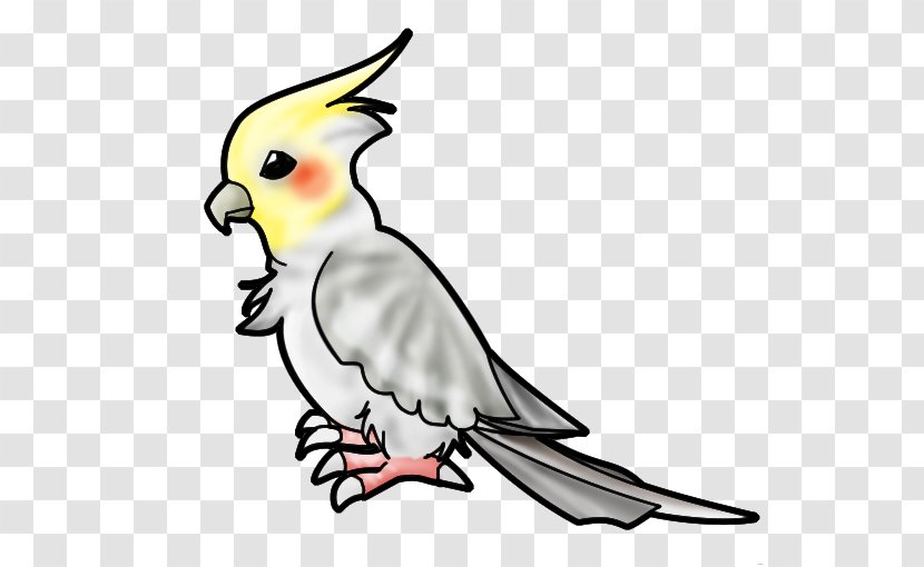 Cockatiel Budgerigar Bird Drawing Clip Art - Beak Transparent PNG