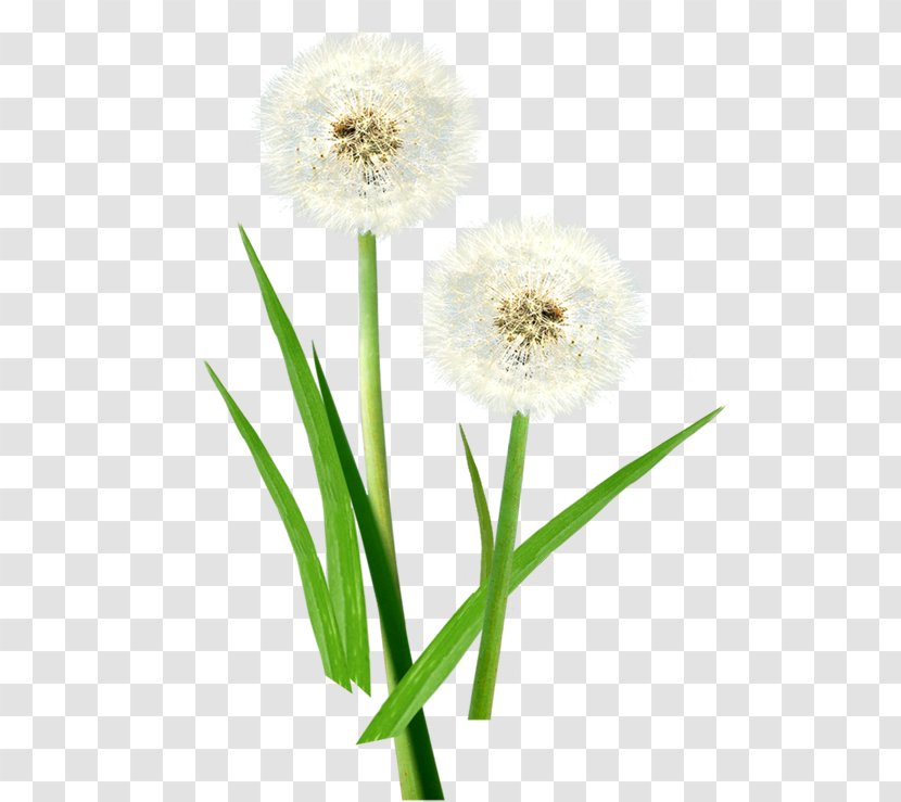 Common Dandelion Taraxacum Platycarpum Euclidean Vector Pissenlit - Vecteur - Diagram Transparent PNG