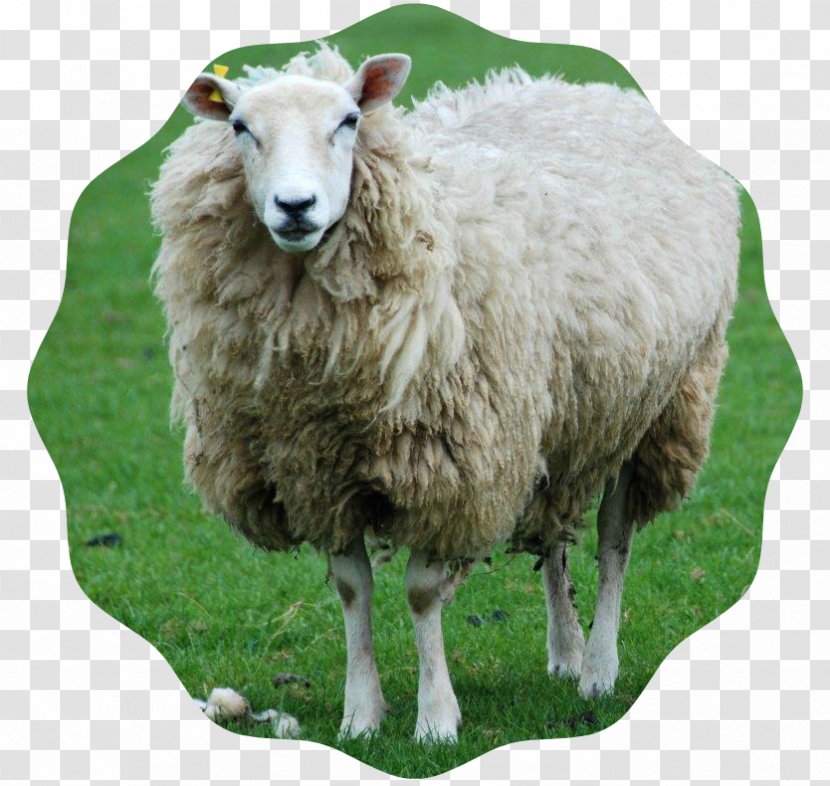 Shetland Sheep Shropshire Goat Lamb And Mutton Farming Transparent PNG