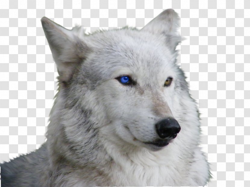 Siberian Husky Arctic Wolf Puppy Blue Eye - Black Transparent PNG
