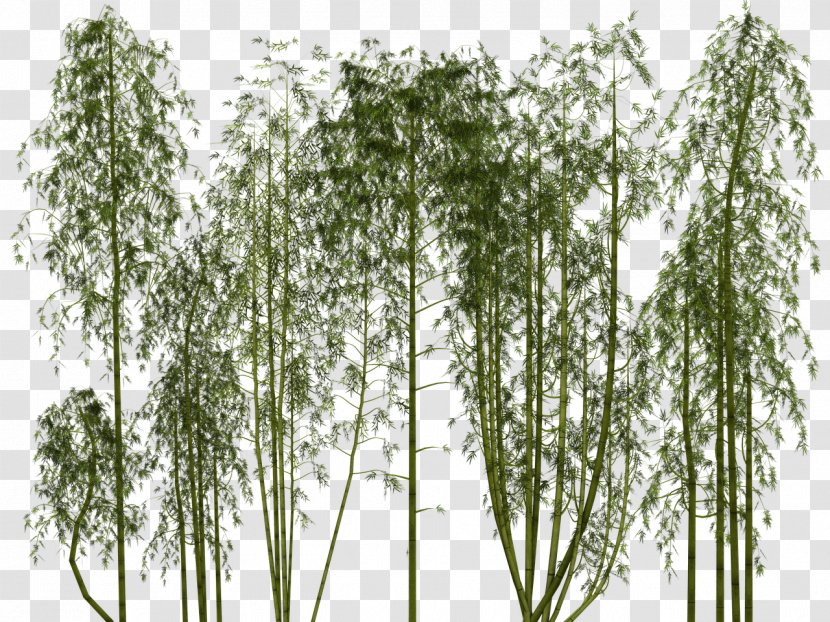 Bamboo Pixel Bamboe - Grass Family - Grove Transparent PNG