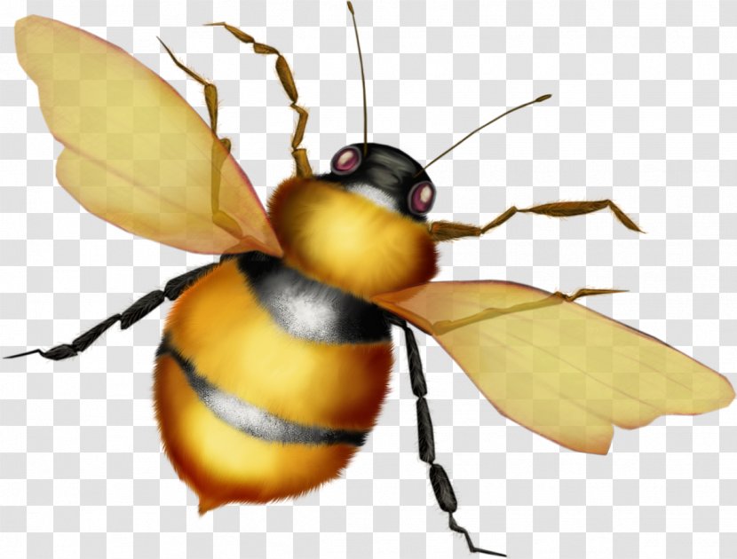 European Dark Bee Apidae Honey Insect Transparent PNG