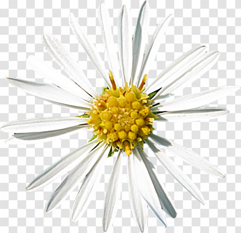 Common Daisy Oxeye Aster Roman Chamomile Cut Flowers - Flower - O Creative Transparent PNG